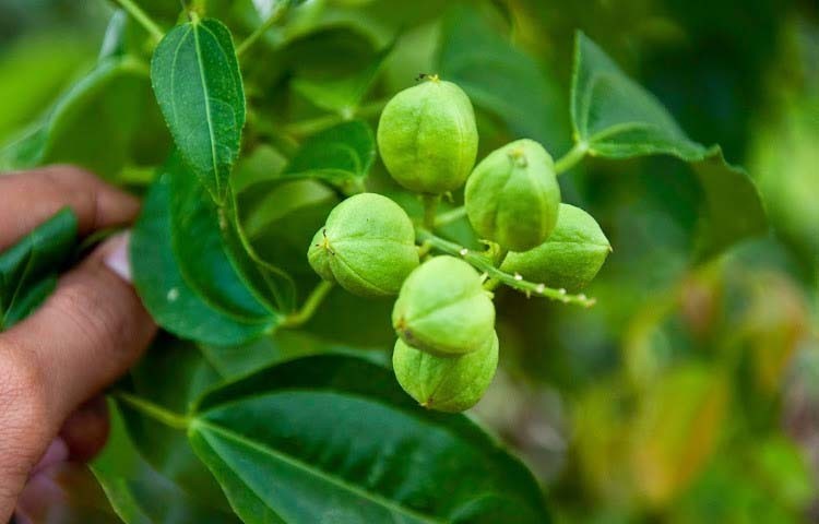Qủa Cây Ba Đậu - Croton Tiglium L