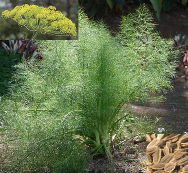Hình ảnh và mô tả cây Thìa là, Thì là - Anethum graveolens L., thuộc họ Hoa tán - Apiaceae.