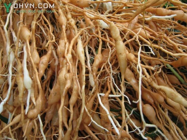 Cây Mạch môn