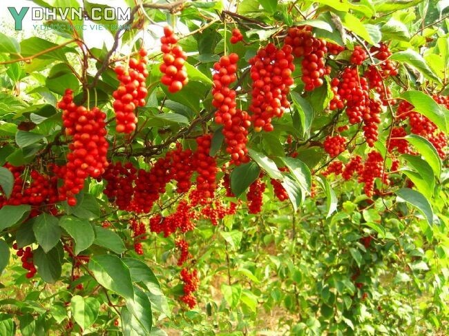 Cây Ngũ vị tử