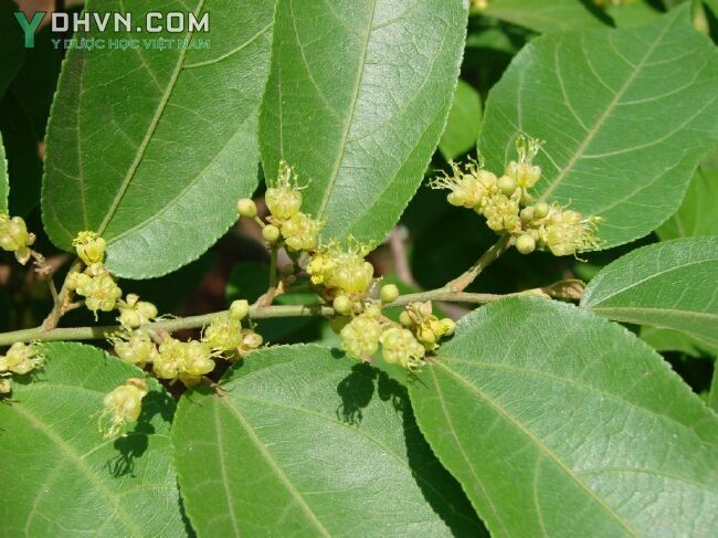 Hình ảnh và mô tả cây Thục địa - Guazuma ulmifolia Lam. var. tomentosa K. Schum., thuộc họ Trôm - Sterculiaceae.