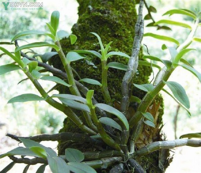 Thạch hộc, Hoàng thảo cẳng gà. Phi điệp kép, Kim thoa thạch hộc- Dendrobium nobile Lindl., thuộc họ Lan - Orchidaceae.