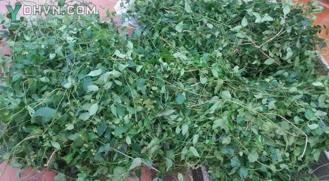 Tác dụng chữa bệnh và cách dùng cây Chè Vằng, Bài Thuốc Đông Y