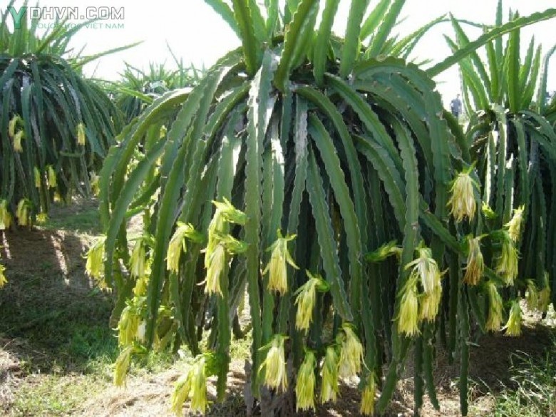 Hình ảnh mô tả cây Thanh long tên khoa học: Hylocereus undatus