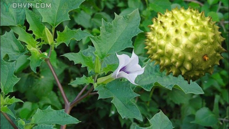 Cây Cà độc dược lùn - Dutura stramonium L. (D. tatula L.), thuộc họ Cà - Solanaceae.