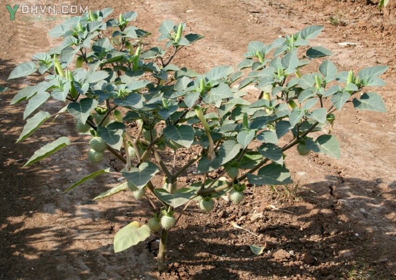 Hình ảnh cây Cà độc dược gai tù - Datura innoxia Mill., thuộc họ Cà- Solanaceae.