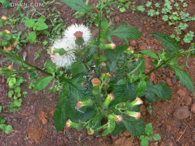 Hình ảnh cây Rau tàu bay - Gynura crepidioides Benth, thuộc họ Cúc- Asteraceae.
