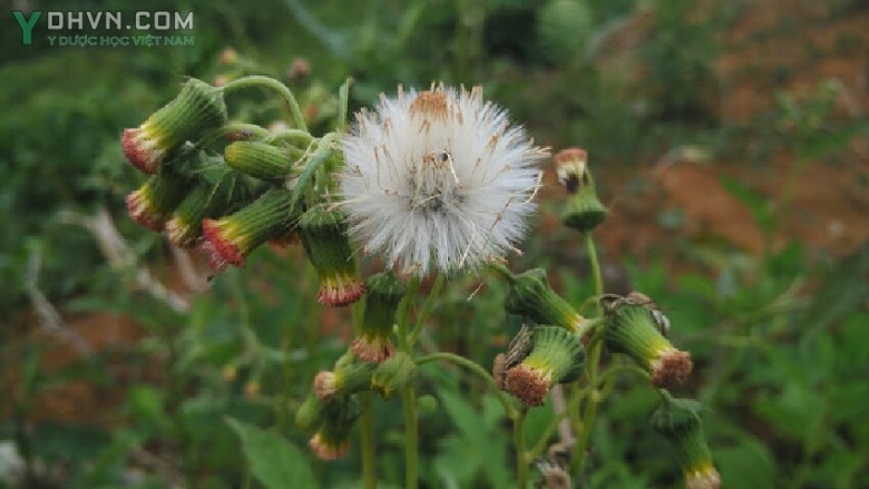 Rau tàu bay - Tên khoa học: Crassocephalum crepidioides (Benth.) S. Moore, Tên đồng nghĩa: Gynura crepidioides Benth.
