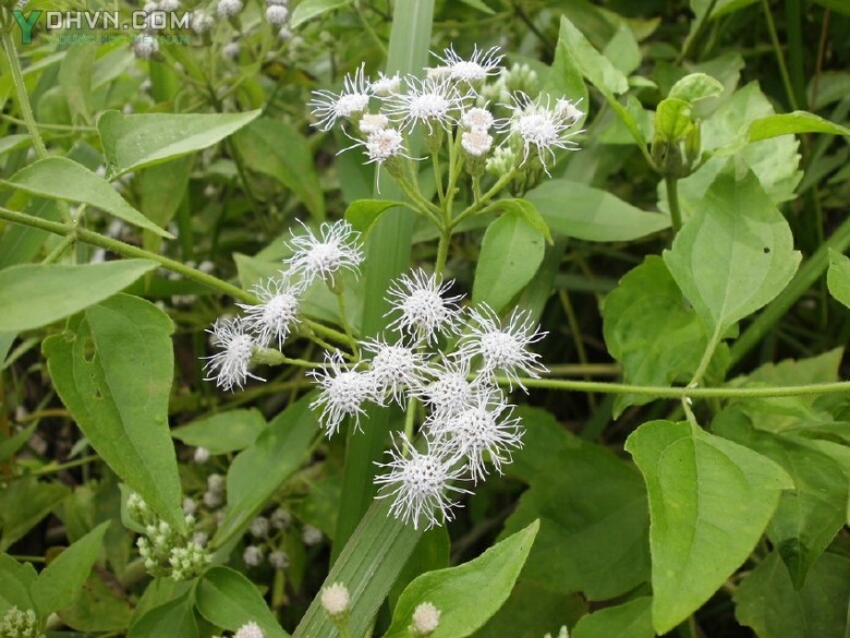 Cỏ tàu bay - Chromolaena odorata (L) King et Robinson. Tên đồng nghĩa: Eupatorium odoratum L. Thuộc họ Cúc - Asteraceae