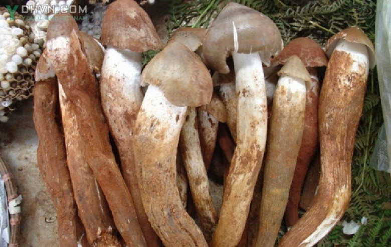 Nấm mối - Termitomyces albuminosa (Berk. et Br.) Sace., thuộc họ Nấm trắng - Tricholomataceae.