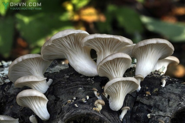 Nấm sò, Nấm bào ngư, Nấm hương chân ngắn - Pleurotus ostreatus (Jacq. ex Fr.) Quél., thuộc họ Nấm sò - Pleurotaceae.