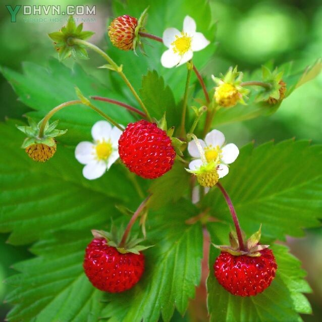 Cây Dâu tây - Fragaria vesca L., thuộc họ Hoa hồng - Rosaceae.