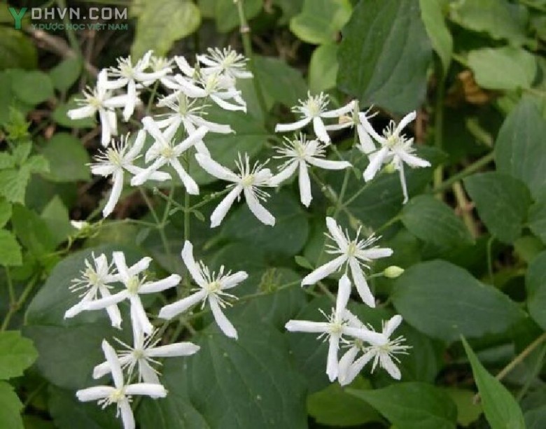 Hình ảnh Cây Dây ruột gà, Mộc thông - Clematis chinensis Osbeck, thuộc họ Hoàng Liên - Ranunculaceae.