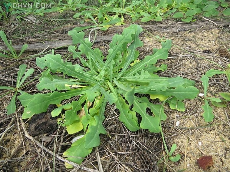 Sa sâm nam, Xà lách biển - Launaea sarmentosa (Willd.) Sch.-Bip. ex Kuntze (L. pinnatifida Cass.), thuộc họ Cúc - Asteraceae.