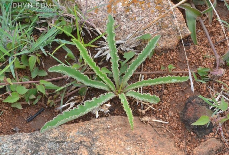 Sa sâm nam không thân, Hải cúc không thân, Thuyên quả cúc không thân - Launaea acaulis (Roxb.) Babe. ex Craib, thuộc họ Cúc - Asteraceae.