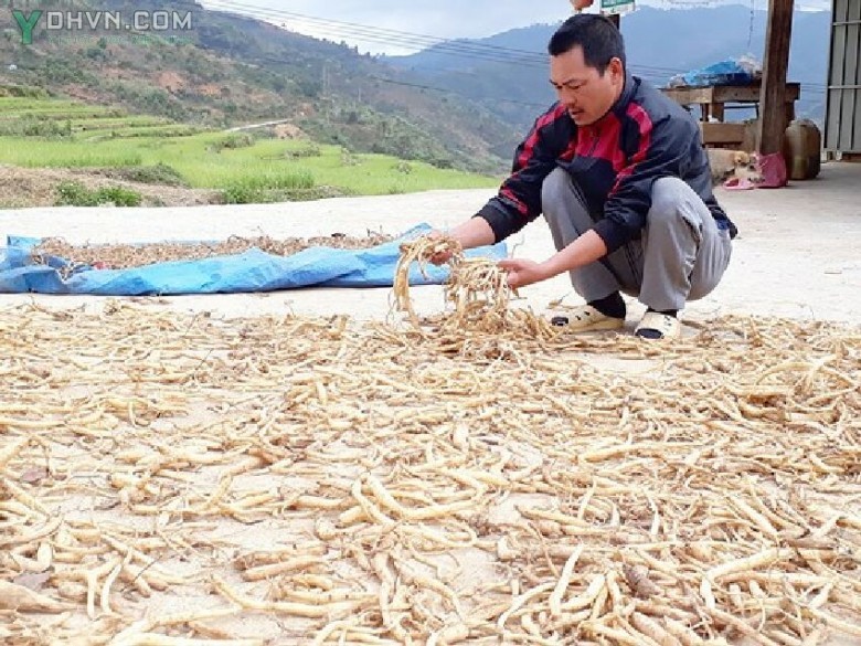 Người dân đang phơi củ Sâm dây, một trong các loại cây dược liệu được kỳ vọng sẽ giúp người dân Măng Ri đổi đời.