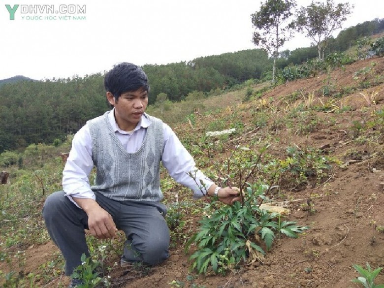 Ở xã Măng Ri, sâm đương quy dù không được giá như sâm dây, sâm Ngọc Linh nhưng vẫn là cây dược liệu mang lại thu nhập cao hơn so với trồng ngô, mì