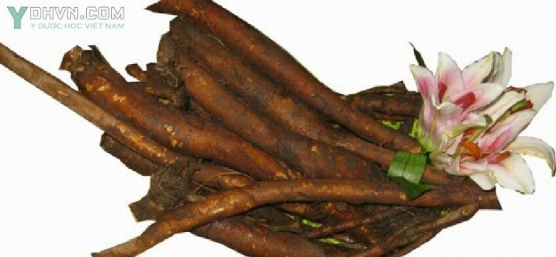 Rễ cây gai tươi