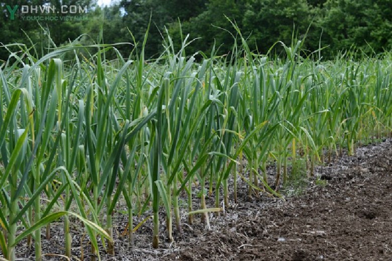 Hình ảnh cây Tỏi - Allium sativum L., thuộc họ Hành - Alliaceae.
