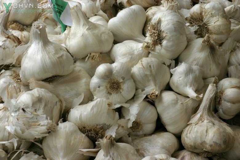 Hình ảnh củ Tỏi (Allium sativum)