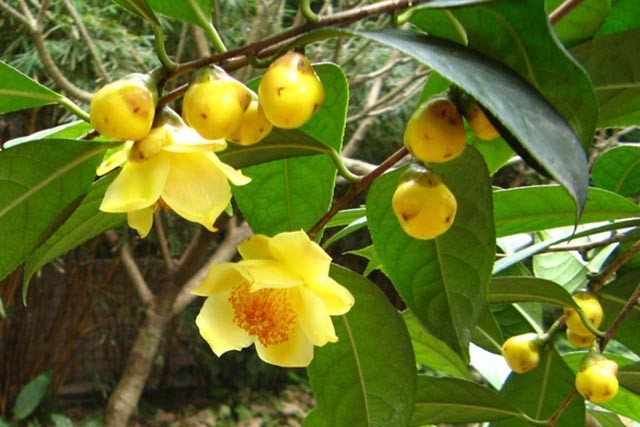 Thông tin hình ảnh cây Chè hoa vàng, trà hoa vàng hay còn gọi là Kim hoa trà có tên khoa học: Camellia chrysantha