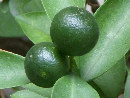 Thanh bì là vỏ quả còn xanh của cây cam quất (Citrus sp.), thuộc họ Cam (Rutaceae).