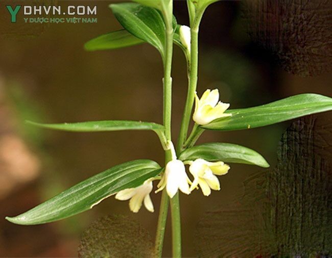 Hoa Ngọc trúc hoàng tinh - Disporopsis aspera (Hua) Engl. ex Krause, thuộc họ Hoàng tinh - Convallariceae.