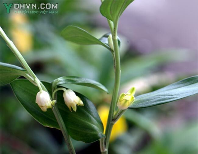 Theo thông tin THỰC VẬT RỪNG VIỆT NAM