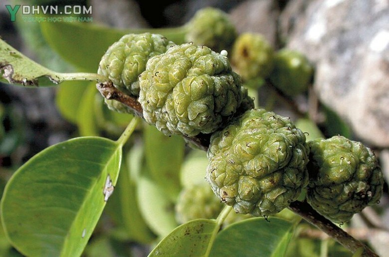 Cây Mỏ quạ, Vàng lồ, Hoàng lồ - Maclura cochinchinensis (Lour.) Corner (Vanieria cochinchinenssis Lour.)