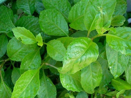 Bầu đất, Kim thất, Rau lúi, Rau bầu đất - Gynura procumbens (Lour) Merr. (G. sarmentosa DC), thuộc họ Cúc - Asteraceae.
