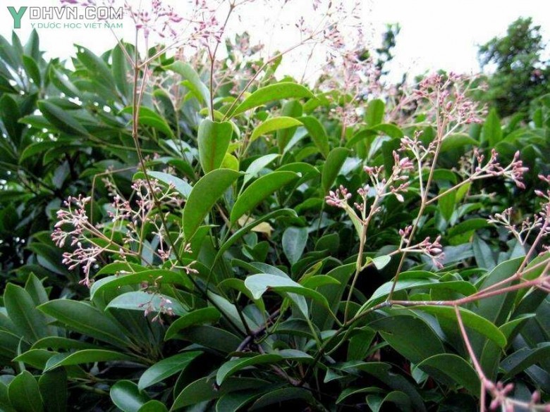 Cây Dây cao su hồng, Dây răng bừa hồng - Ecdysanthera rosea Hook. et Arn., thuộc họ Trúc đào - Apocynaceae.