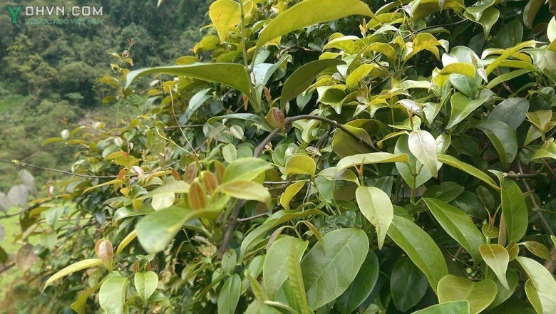Cây Dây dang có tên khoa học: Aganonerion polymorphum Pierre ex Spire, thuộc họ Trúc đào - Apocynaceae.