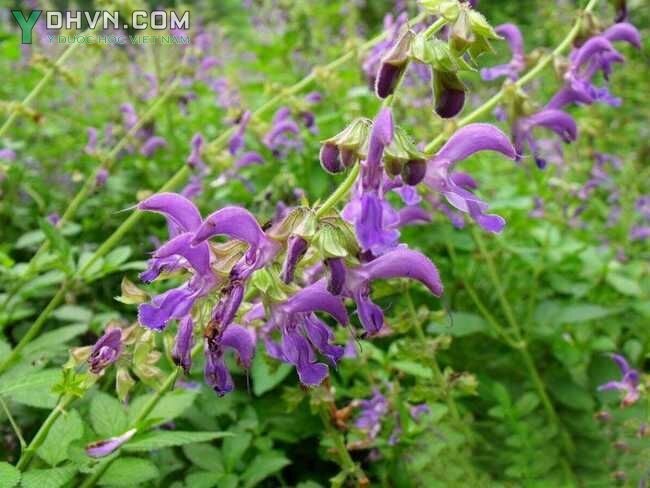 Cây Ðan sâm - Salvia miltiorrhiza Bunge; thuộc họ Hoa môi - Lamiaceae.