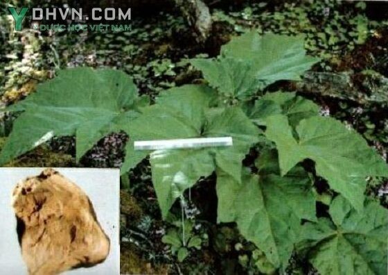 Cây Ðại hoàng - Rheum palmatum L., thuộc họ Rau răm - Polygonuceae.