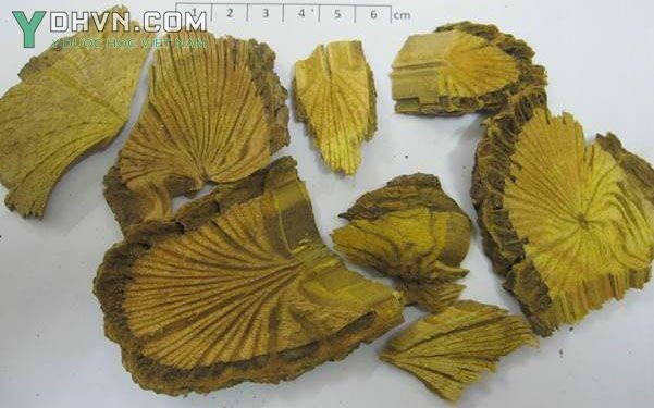 Dược Liệu Hoàng Đằng
