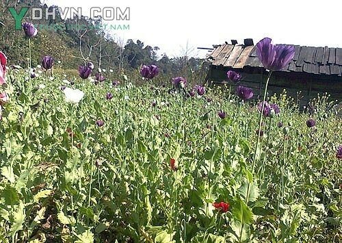 Cây anh túc (hay còn gọi là a phiến, thẩu, trẩu , người Tày gọi là cây nàng tiên)