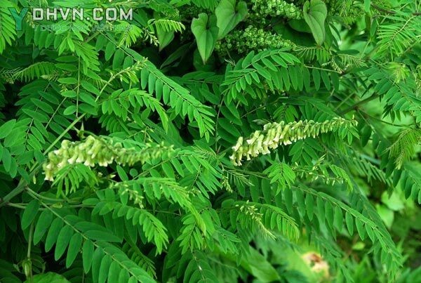 Hình ảnh cây, hoa và lá cây Khổ sâm có tên khoa học là Sophora flavescens Ait