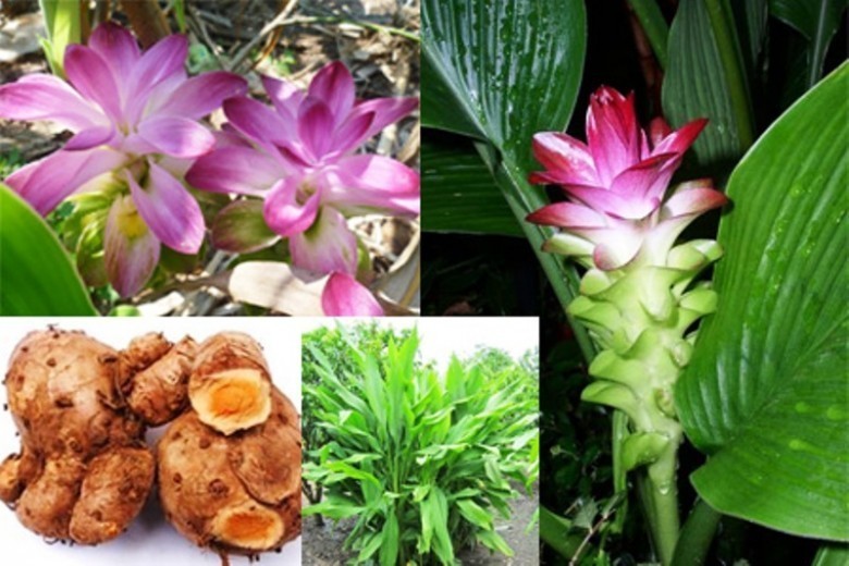 Hình ảnh và mô tả cây Nghệ Rễ Vàng - Curcuma Xanthorrhiza
