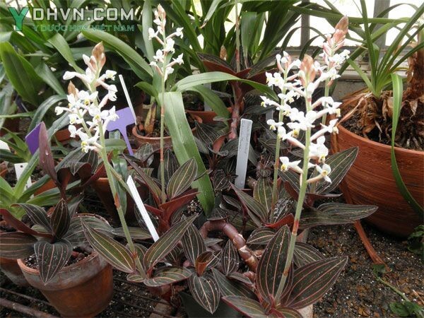 Hình ảnh cây Lan gấm, thạch tầm - Ludisia discolor (Ker Gawl.) A.Rich, thuộc họ Lan - Orchidaceae.