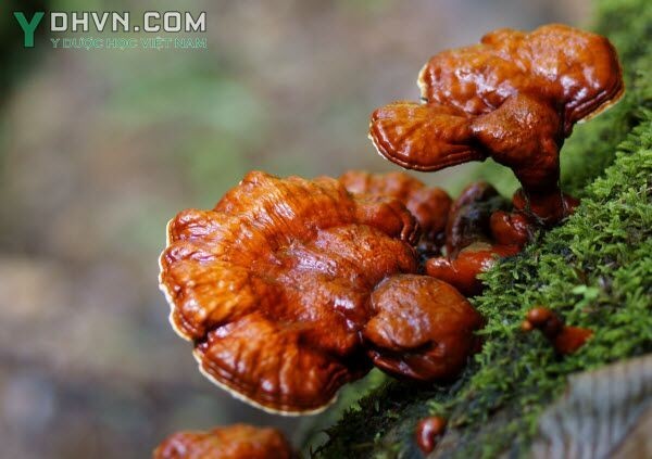 Nấm Linh chi, Nấm lim - Ganoderma lucidum (Leyss ex Fr) Karst, thuộc họ Nấm lim - Ganodermataceae.