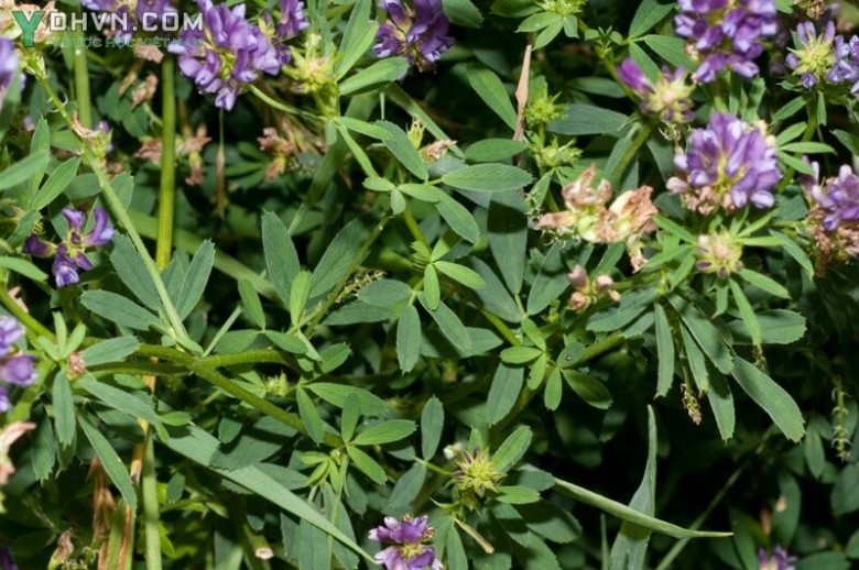 Linh lăng, Cỏ luzec - Medicago sativa L., thuộc họ Ðậu - Fabaceae.