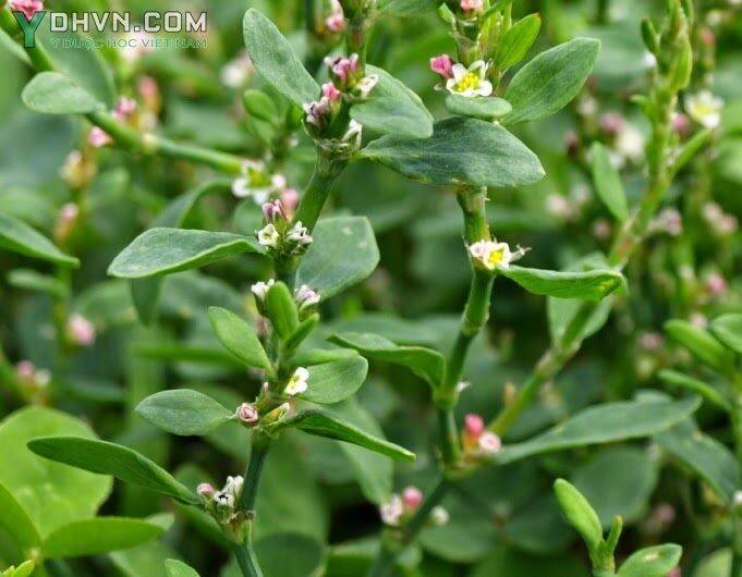 Cây Rau đắng, Biển súc, Cây càng tôm - Polygonum aviculare L, thuộc họ Rau răm - Polygonaceae.