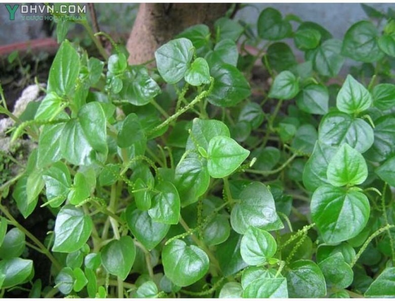 Cây Rau càng cua - Peperomia pellucida (L.) Kumb (Piper pellucida L.) thuộc họ Hồ tiêu - Piperaceae.