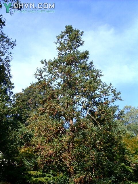 Cây Sa mộc, Sa mu; The mốc - Cunninghamia lanceolata (Lamb.) Hook, thuộc họ Bụt mọc - Taxodiaceae.
