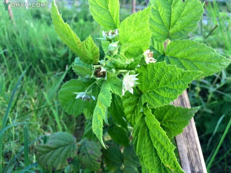 Cây Mâm xôi, Ðùm đùm - Rubus alceaefolius Poir. (R.moluccanus L) thuộc họ Hoa hồng - Rosaceae.