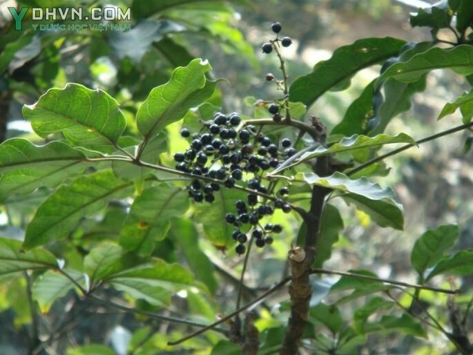 Cây Chân chim, Ngũ gia bì chân chim, Cây đáng, Cây lằng - Schefflera octophylla (Lour.) Harms, thuộc họ Nhân sâm - Araliaceae.