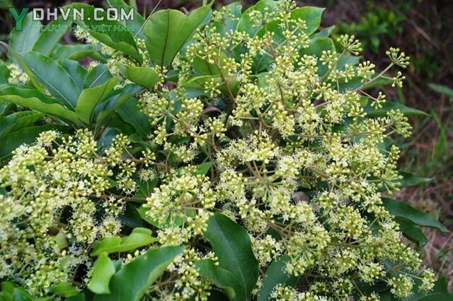 Hình ảnh Hoa cây ngũ gia bì chân chim tại Việt Nam