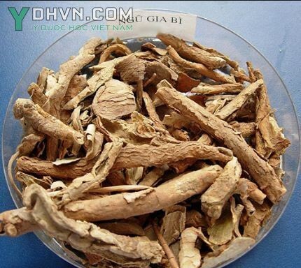 Dược Liệu Ngũ gia bì chân chim