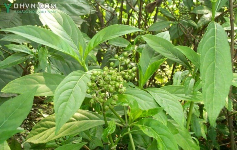 Cây Thường sơn, Nam thường sơn, Bạch thường sơn, Thường sơn tía - Dichroa febrifuga Lour., thuộc họ Tú cầu - Hydrangeaceae.