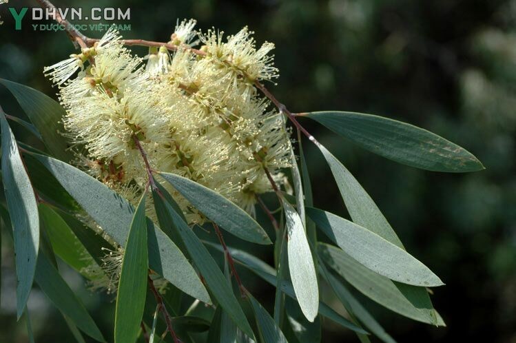 Cây Tràm gió - Melaleuca cajeputi Powell (M. minor Sm.), thuộc họ Sim - Myrtaceae.